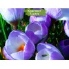 Луковицы крокуса крупноцветкового Блю Перл (Blue Pearl) - 5 шт.: фото и описание