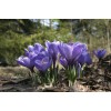 Луковицы крокуса крупноцветкового Вангуард (Vanguard) - 5 шт.: фото и описание