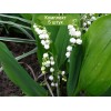 Луковицы ландыша садового Майский - 5 шт.: фото и описание