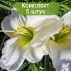 Саженцы лилейника Арктик Сноу (Arctic Snow) - 5 шт.: фото и описание