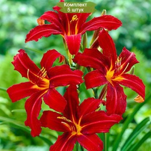 Комплект 5шт / Лилейник гибридный Кримсон Пайрет (Crimson Pirate)
