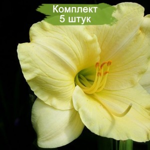 Комплект 5шт / Лилейник Лонгфилдс Пёрл (Longfields Pearl)