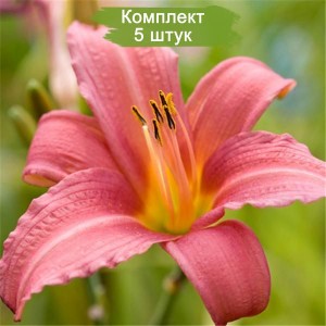 Комплект 5шт / Лилейник Пинк Дамаск (Pink Damask)