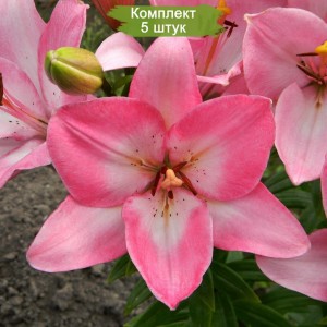 Комплект 5шт / Лилия Албуфейра (Albufeira) ЛА - гибрид