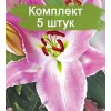 Луковицы лилии Белградо (Belgrado) - 5 шт.: фото и описание