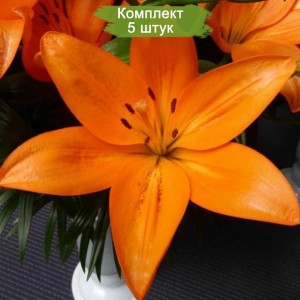 Комплект 5шт / Лилия Кантелло (Cantello)