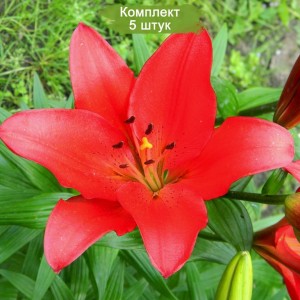 Комплект 5шт / Лилия Коларес (Colares) ЛА-гибрид