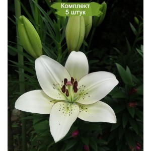 Комплект 5шт / Лилия Айлайнер (Eyeliner) ЛА-гибрид