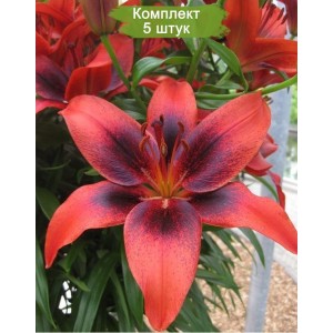 Комплект 5шт / Лилия Лондон Харт (London Heart)