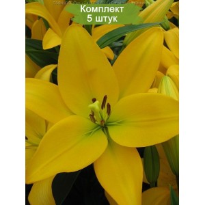 Комплект 5шт / Лилия Палмс Плейс (Palms Place) (Ладошка) ЛА-гибрид