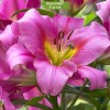 Луковицы лилии Purple Lady ОТ-гибрид - 5 шт.: фото и описание