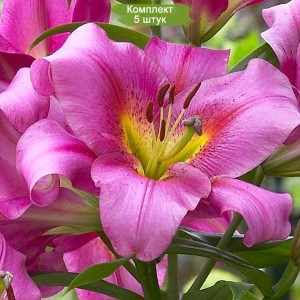 Комплект 5шт / Лилия Пёрпл Лэди (Purple Lady) ОТ-гибрид