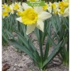 Луковицы нарцисса Тополино (Topolino) - 5 шт.: фото и описание