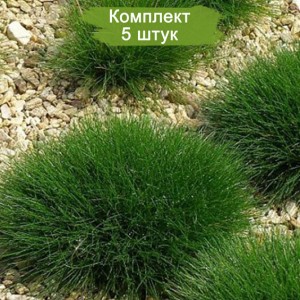 Комплект 5шт / Овсяница метельчатая Пик Карлит (PIC CARLIT)