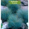 Саженцы овсяницы сизая Азурит (Azurit) - 5 шт.: фото и описание