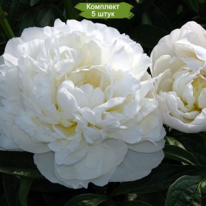 Комплект 5шт / Пион Амалия Олсон (Amalia Olson) - Б