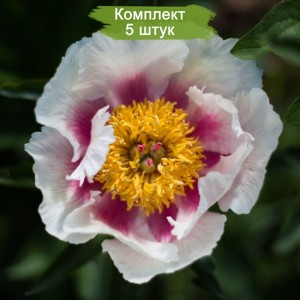 Комплект 5шт / Пион Афина (Athena) - Б/Сир