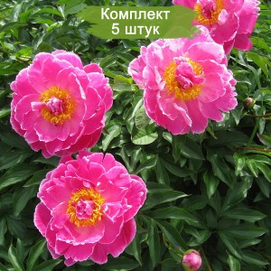 Комплект 5шт / Пион Август Дессерт (August Dessert)