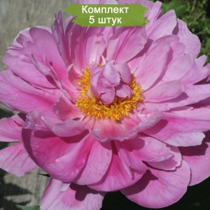 Комплект 5шт / Пион Бев (Bev) - Р