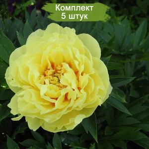 Комплект 5шт / Пион древовидный Голден Айлз (Golden Isles)