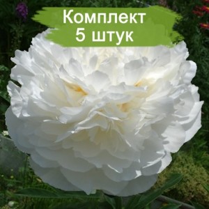 Комплект 5шт / Пион Эльзас Лорайн (Elzas Lorein)