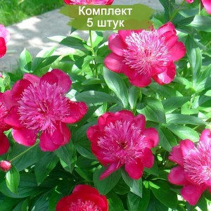 Комплект 5шт / Пион Ниппон Парад (Nippon Parade) - К