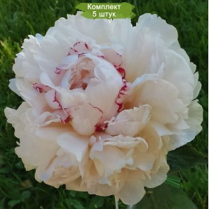 Комплект 5шт / Пион Роз Мари Линс (Rose Marie Lins) - Б
