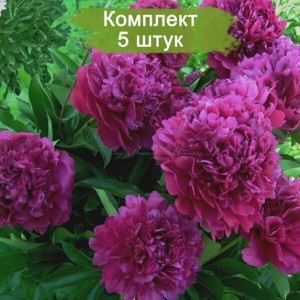 Комплект 5шт / Пион Сэр Джон Франклин (Sir John Franklin)