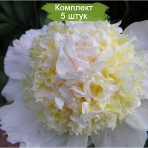 Комплект 5шт / Пион Топ Флайт (Top flight) - Б