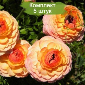 Комплект 5шт / Ранункулюс Фестиваль