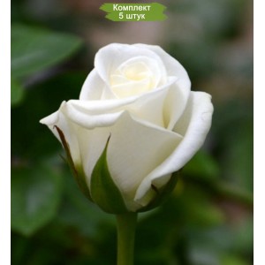 Комплект 5шт / Роза Акито (Akito)