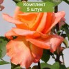 Саженцы чайно-гибридной розы Амбассадор (Ambassador) - 5 шт.: фото и описание