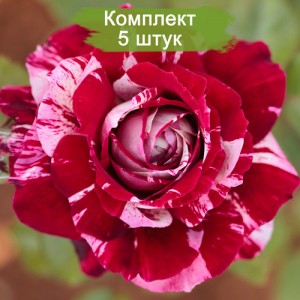 Комплект 5шт / Роза Арроу Фолиес (Arrow Follies) (спрей)