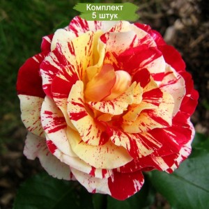 Комплект 5шт / Роза Джордж Бернс (кустовая) (George Burns)