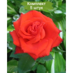 Комплект 5шт / Роза Мерседес (Mercedes) (чайно-гибридная)