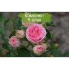 Саженцы спрей розы Мими Эден (Mimi Eden) - 5 шт.: фото и описание