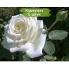 Саженцы чайно-гибридной розы Пола Штерн (Polarstern) - 5 шт.: фото и описание