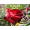 Саженцы чайно-гибридной розы Ред Париж (Red Paris) - 5 шт.: фото и описание