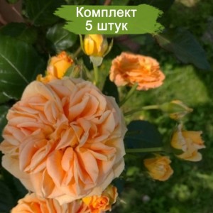 Комплект 5шт / Роза Таймлесс (Timeless)