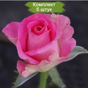 Комплект 5шт / Роза Топаз (Topaz) (чайно-гибридная)