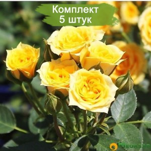 Комплект 5шт / Роза Йеллоу Бэби (спрей) (Yellow Baby)