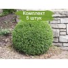 Саженцы самшита вечнозелёный Маргината (Marginata) - 5 шт.: фото и описание