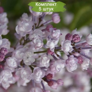 Комплект 5шт / Сеянец Сирень Анабель (Anabel)