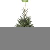 Сибирская ель в горшке - 5 шт.: фото и описание