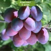 Саженцы ранней фиолетовой сливы Смолинка - 5 шт.: фото и описание
