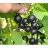 Саженцы черной смородины Дачница - 5 шт.: фото и описание