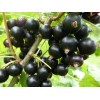 Саженцы черной смородины Селеченская - 5 шт.: фото и описание