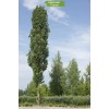 Саженцы тополя Чёрный (100-150 см) - 5 шт.: фото и описание