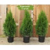 Туя Брабант (Brabant) 40-60 см - 5 шт.: фото и описание