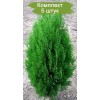 Саженцы Туи Книжная до 30 см - 5 шт.: фото и описание